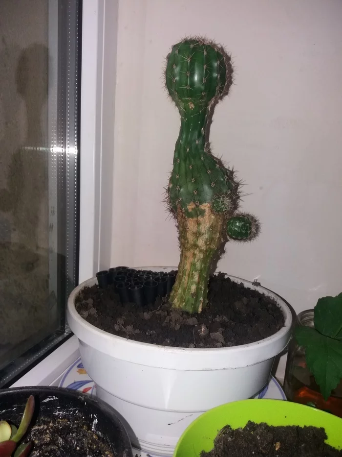 funny cactus - Cactus, Vladimir Zhirinovsky