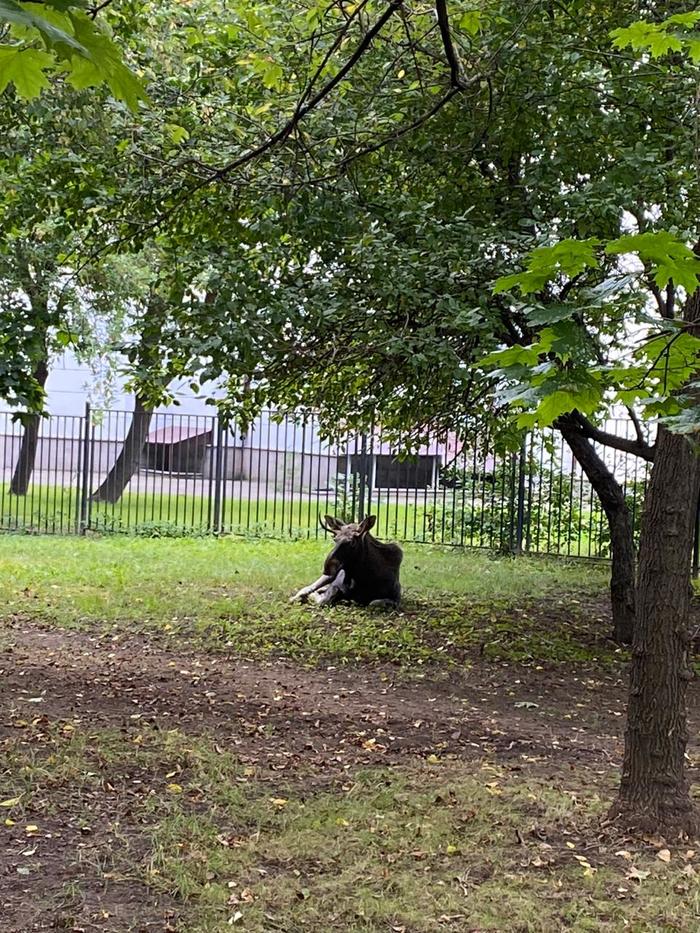 Животные в городе - Моё, Животные, Москва, Дикая природа, Улица, Видео, Лось, Кабан