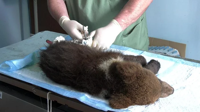 Repairing a teddy bear's back leg - The Bears, Brown bears, Teddy bears, YaNAO, Noyabrsk, Fracture, Vet, Help, Video, Longpost