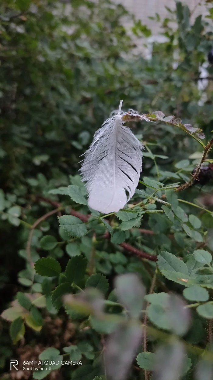 Feather - My, Mobile photography, Feather, Rose hip, beauty, Autumn