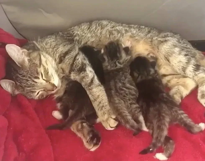 История со счастливым концом) Кот, Котята, Канада, Монреаль, Зоозащитники, Видео, Длиннопост, Нашел дом