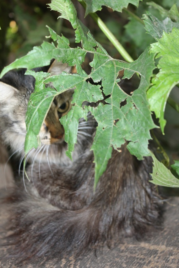 Life of the home shelter Kotoland 250 - My, cat, Shelter, Kindness, Help, Lipetsk, Shelter Cotoland, Longpost, In good hands