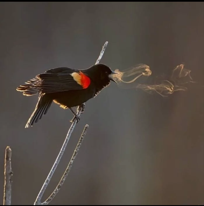 In winter you can not only hear birds singing, but also see them - Birds, Songbirds, The winter is coming, Cold, freezing, Steam, The photo, Nature, Trupial, Video