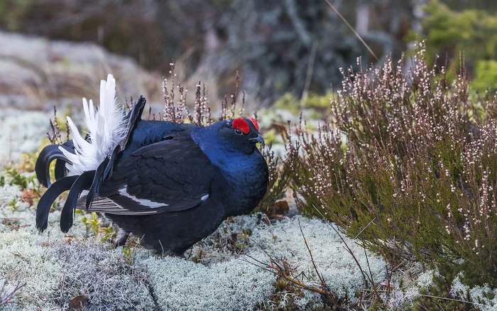 An old current maker will not spoil the current) - Birds, Blackcock, Male, Reproduction, The national geographic, The photo, Ornithology, Ornithology League