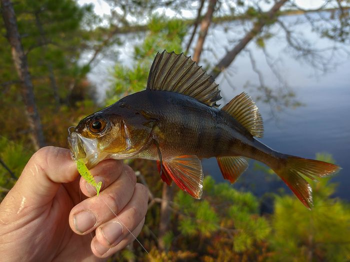 Озеро и окунь