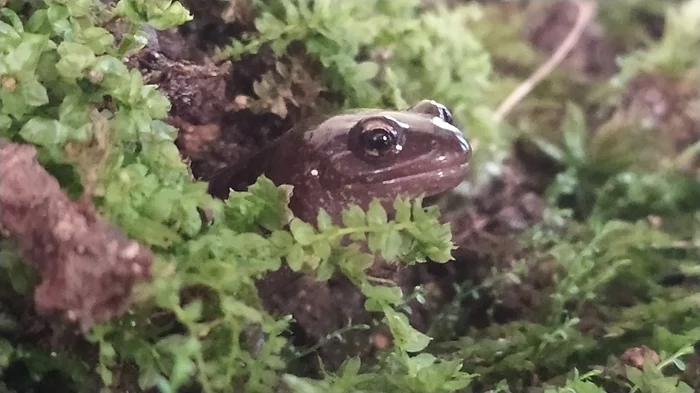 Siberian salamander - My, Lizard, Pet, Terrarium, Sound, Mobile photography, Video, Longpost, Amphibians, Pets