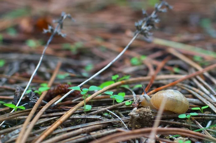 A little bit of last year's autumn forest - My, Forest, The photo, Mushrooms, Longpost