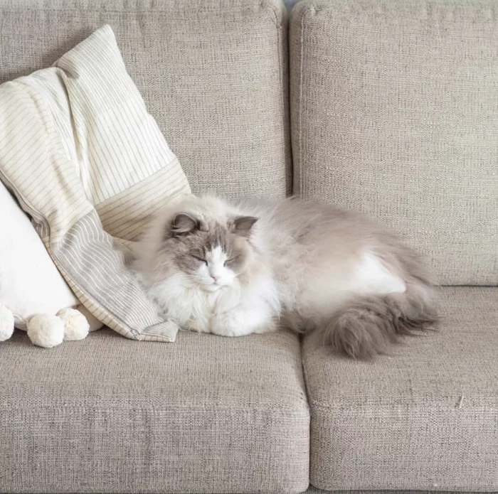 Afternoon nap - cat, Dream, Pets, The photo, Sofa, Milota