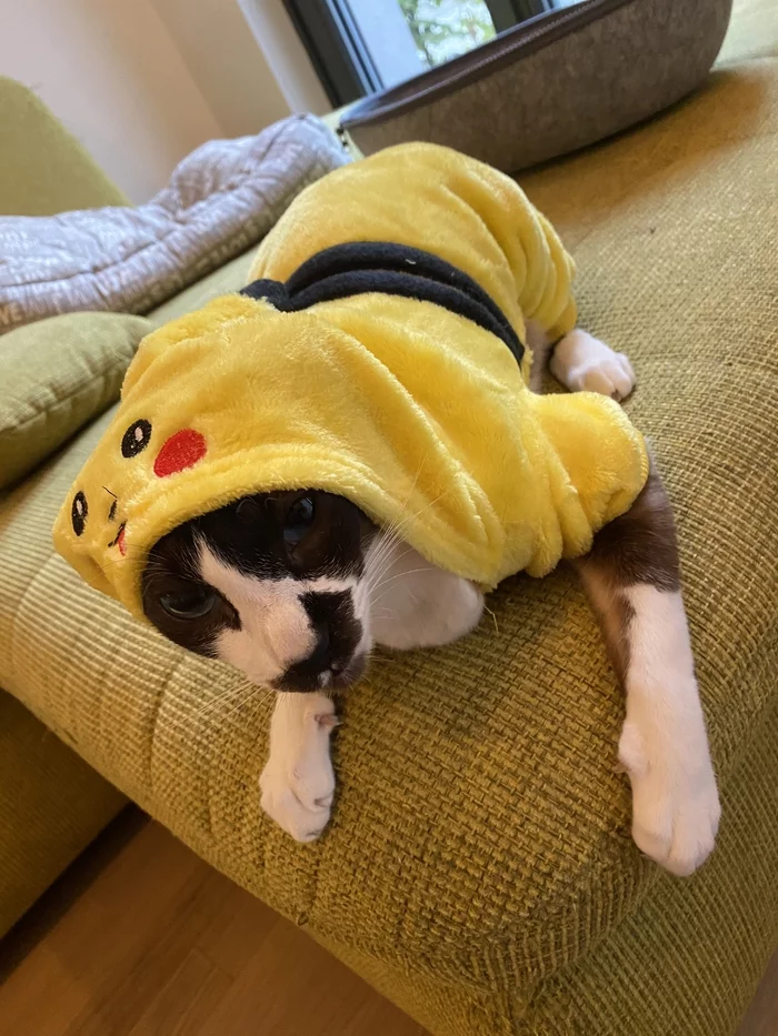 Suit with Aliexpress for your one and only - My, cat, Pet, Costume, Discontent, Longpost, Pets