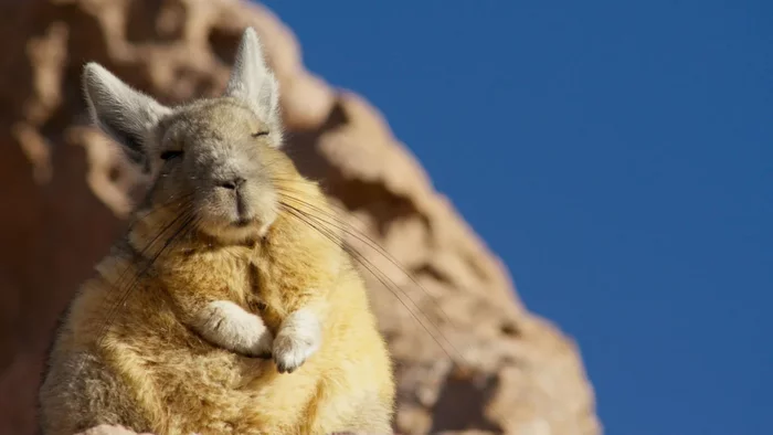 Mountain viscacha: He who understands life is in no hurry. Eternally sleepy resident of the Andes - Rodents, Yandex Zen, Animals, Milota, Longpost, Mountain Viskasha