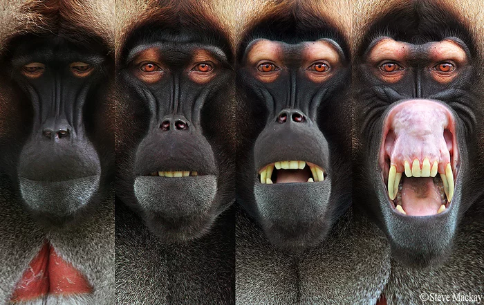 When I asked my girlfriend, “Honey, what’s wrong again?” - The photo, Animals, Primates, Gelada, PHOTOSESSION, Muzzle, Girls