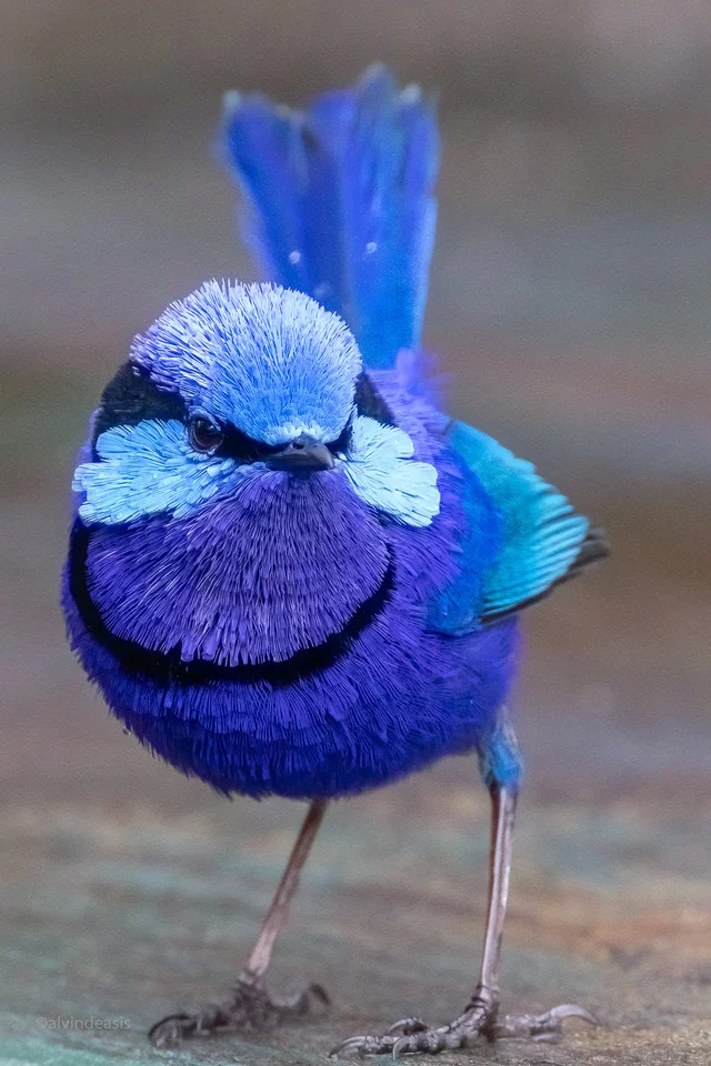 Brilliant painted fairywren in breeding plumage - Birds, Blue, Blue, Ornithology, Ornithology League, Nature, Australia, The photo, Close-up, Reddit, Longpost