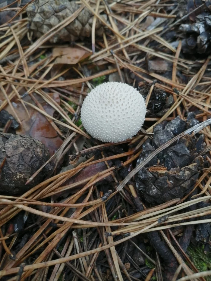 Mushrooms of Siberia - My, Mushrooms, Siberia, Nature, Longpost, beauty of nature