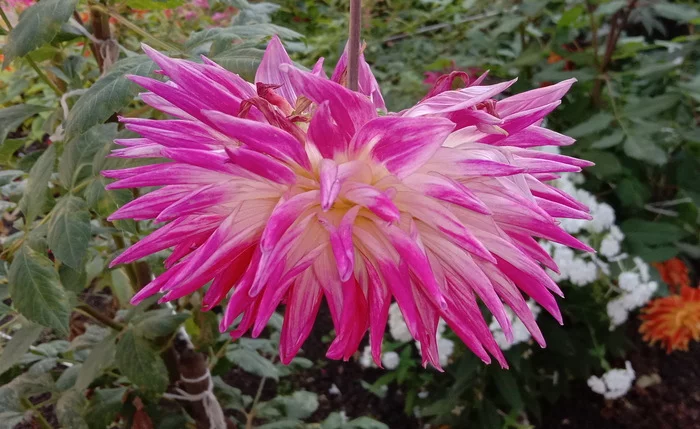 Dahlia - My, Dahlias, Flowers