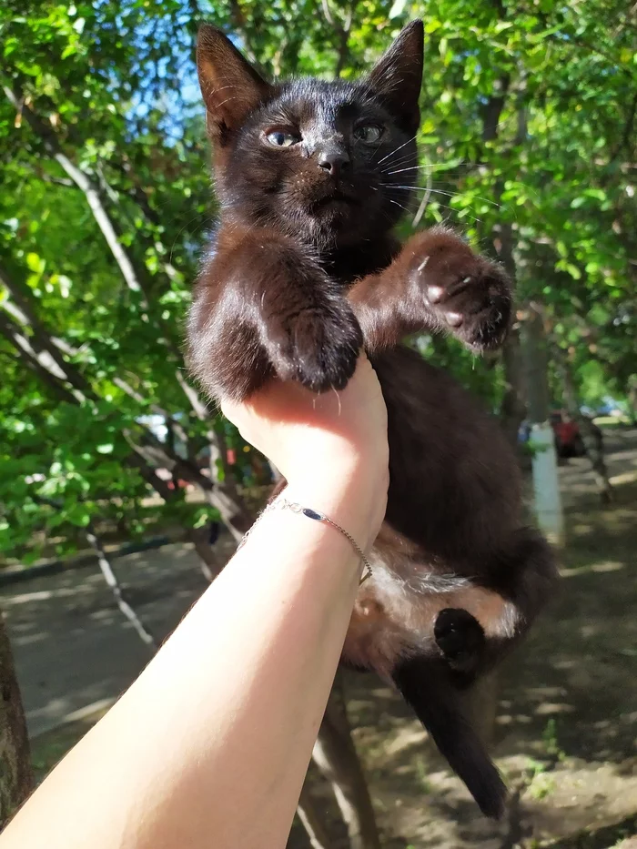 Peekaboo power, I call upon you! - Good league, Help, The strength of the Peekaboo, Black cat, Moscow, I will give, No rating, Animal Rescue, Longpost, cat, In good hands