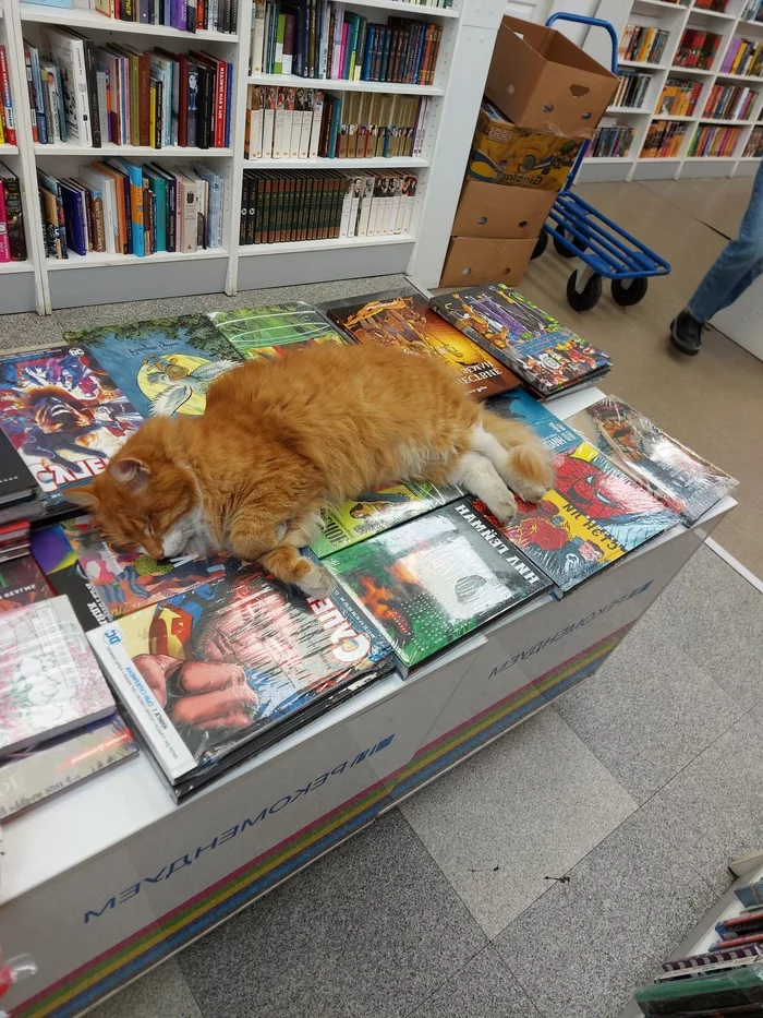 Cat scientist - My, Animals, Book store, cat, Books, Vladivostok, Video, Longpost