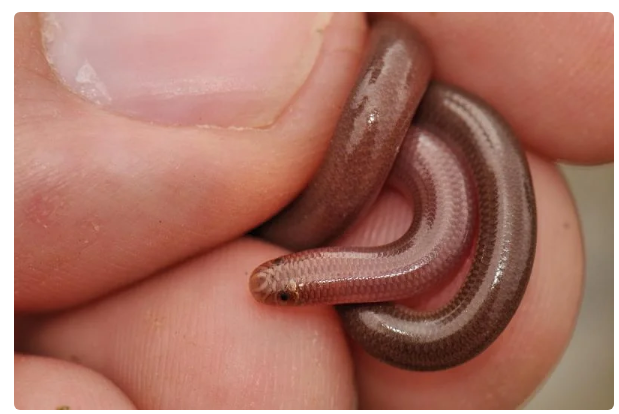 Texas Blind Snake: No, not an earthworm. Yes, a full-fledged snake. How to survive at the bottom of the food chain? - Snake, Animals, Yandex Zen, Longpost