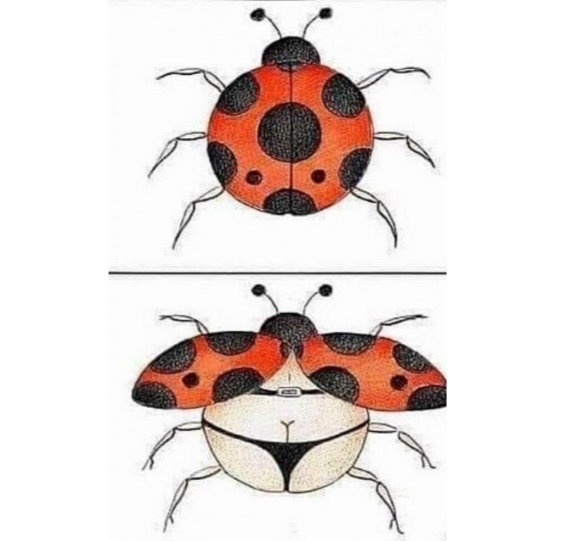 So this is how it is? - Insects, ladybug, Drawing, Art, Humor