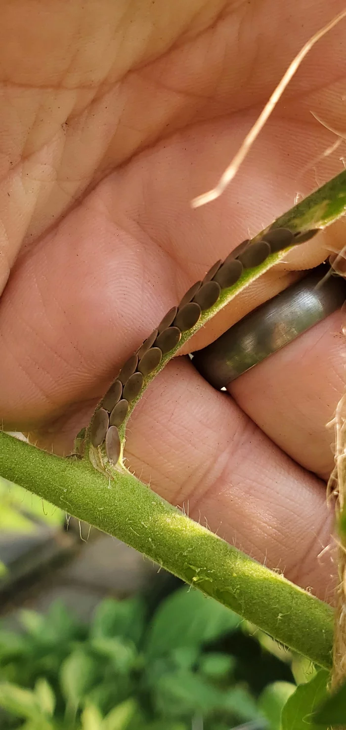 Что это за штука - 109 Перевел сам, Reddit, WhatIsThisThing, Видео, Длиннопост Что это за штука - 109 Перевел сам, Reddit, WhatIsThisThing, Видео, Длиннопост