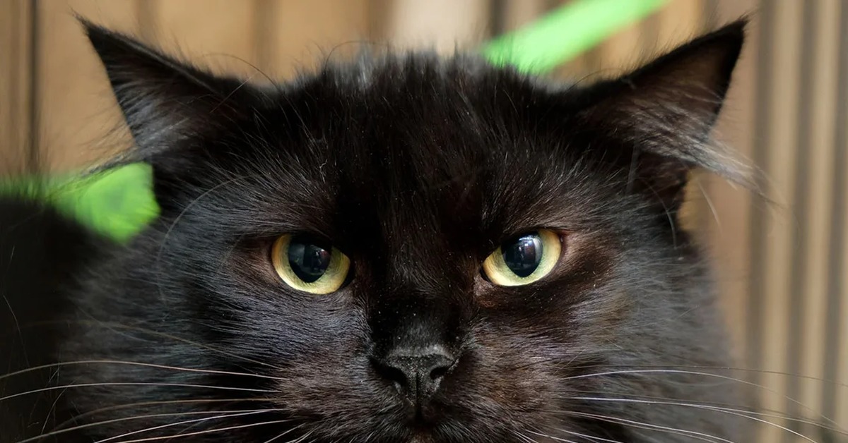 Важный котик. Солидный кот. Кот в деловом костюме. Солидный кот. Деловой кот.