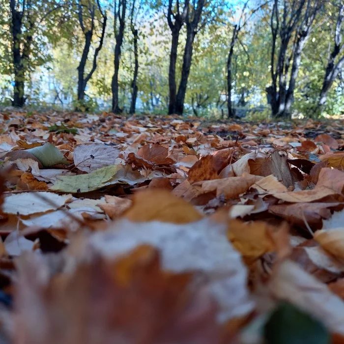autumn gold - My, Autumn, Mobile photography, Leaves, beauty of nature, Longpost