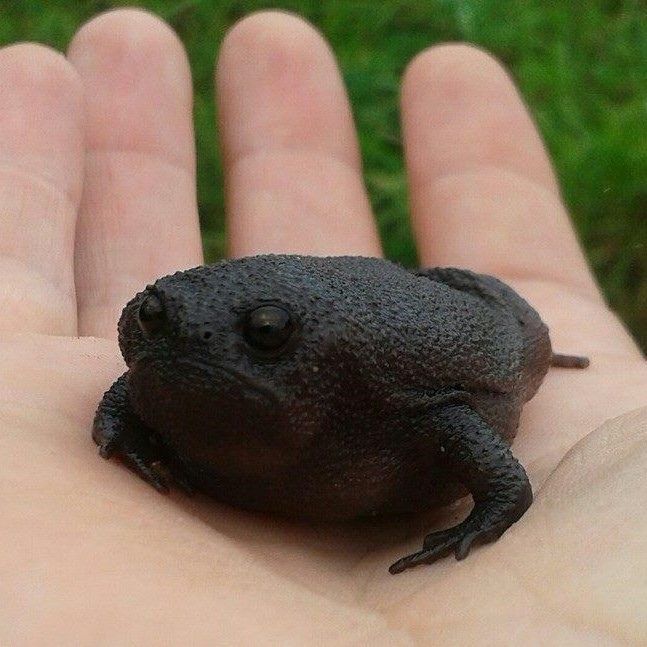 Это не лицо понедельника, это... - Фотография, Лягушки, Понедельник, Грусть