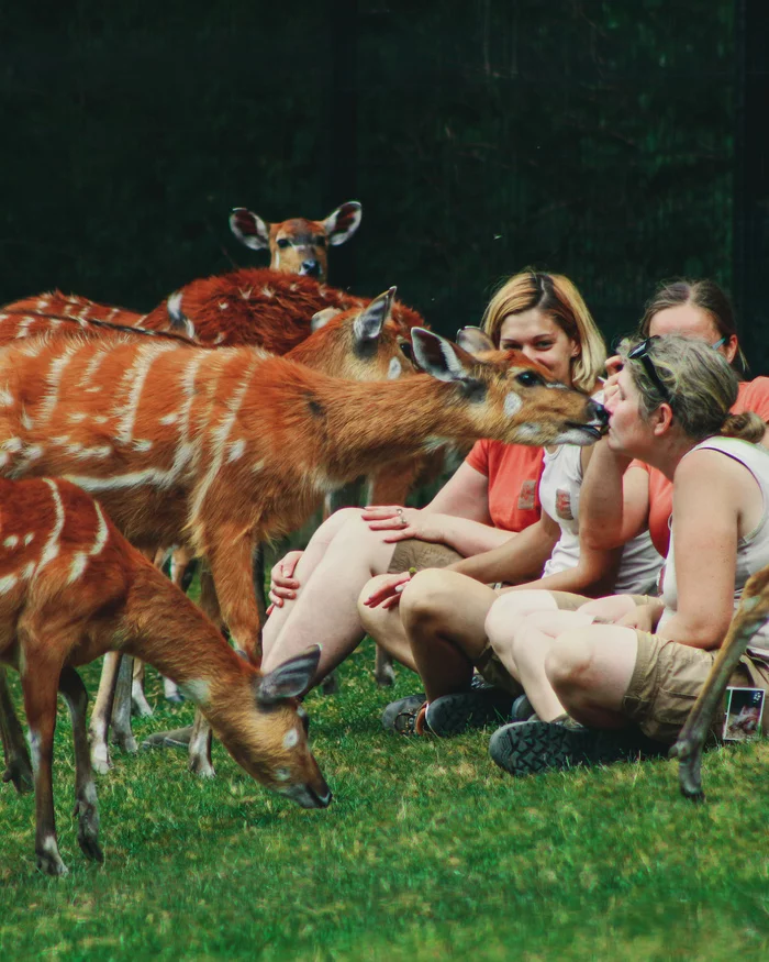 Deer Kiss - My, The photo, Deer