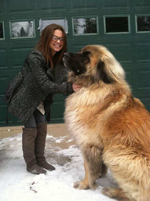 Powerful XXL size dogs that look like they are the owners here, not people - Dog, Giants, Dogs and people, Friends, Longpost