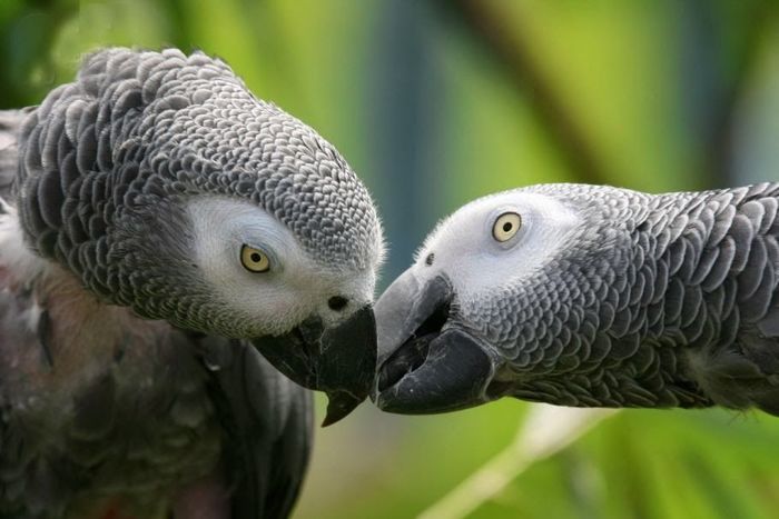 In the British zoo foul-mouthed parrots isolated from visitors - news, England, Great Britain, Zoo, A parrot, Mat, Obscene, Insulation, , Visitors, Swearing, Negative, wildlife, The park, Video, Longpost
