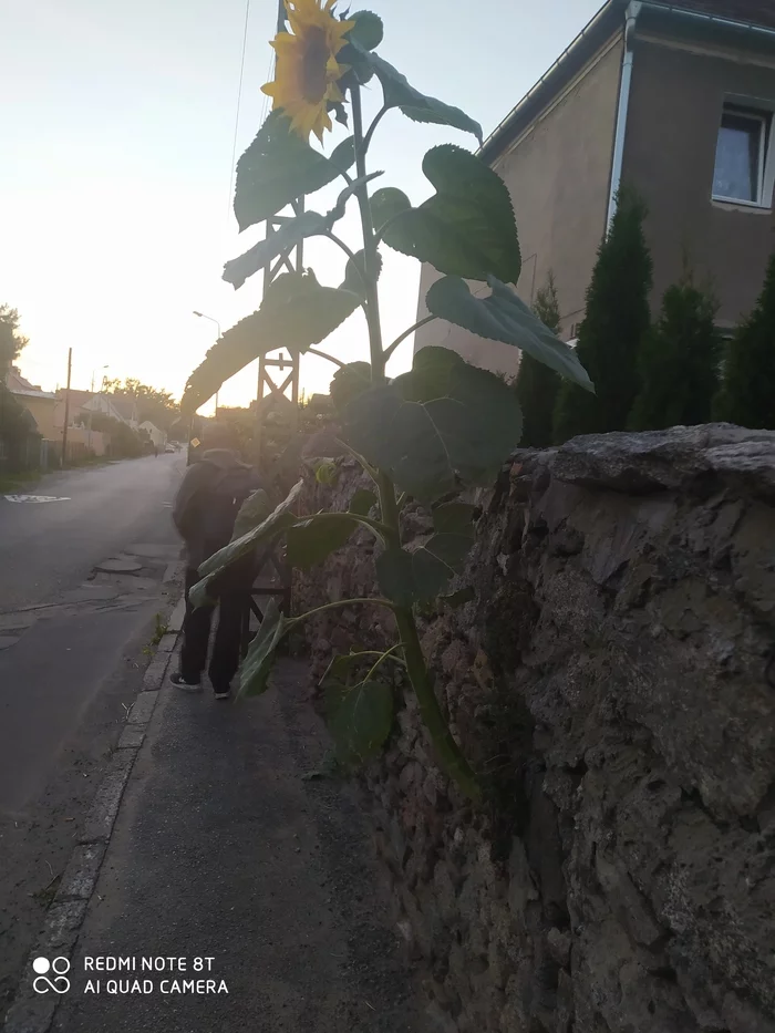 Thirst for life - My, The photo, Sunflower, Plants, A rock, Nature, wildlife, Longpost