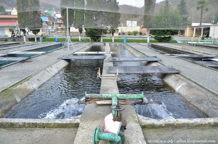 Как выращивают форель в Адлере Рыба, Форель, Как это сделано, Длиннопост, Разведение