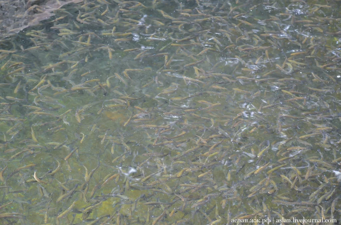 Как выращивают форель в Адлере Рыба, Форель, Как это сделано, Длиннопост, Разведение