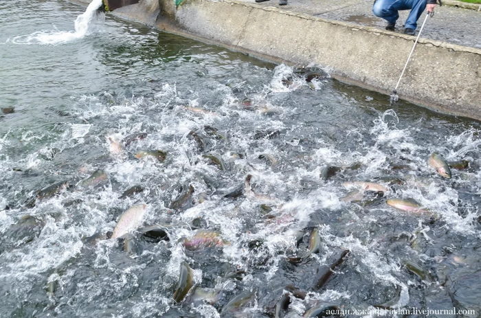 Как выращивают форель в Адлере Рыба, Форель, Как это сделано, Длиннопост, Разведение