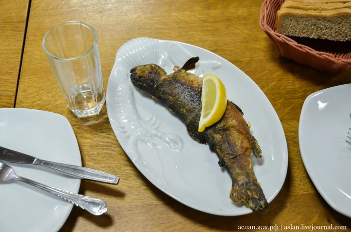 Как выращивают форель в Адлере Рыба, Форель, Как это сделано, Длиннопост, Разведение