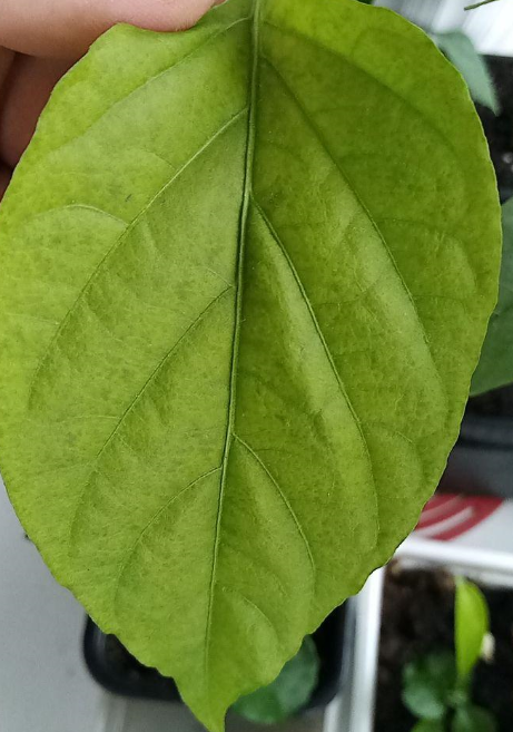 My first experience growing hot peppers - My, Hot peppers, Longpost, Pepper farming, Pepper, Vegetable garden on the windowsill