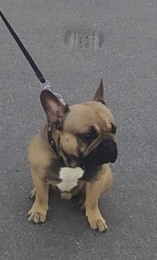 MISSING DOG, ST. PETERSBURG UPD found - My, The dog is missing, No rating, Lost, Announcement, French Bulldog, Longpost, Dog