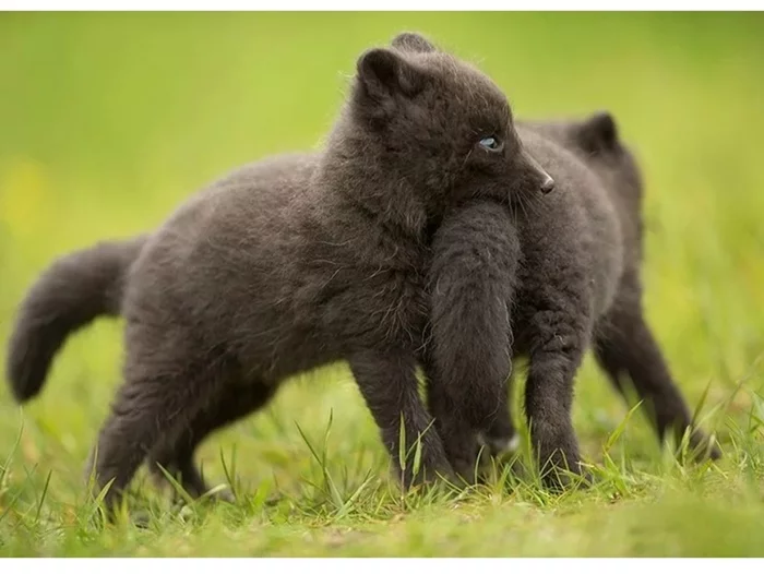 Fox cubs (silver foxes, arctic foxes, fennec foxes) - Fox, Fenech, Arctic fox, Chernoburka, Fox cubs, Canines, Animals, Young, Milota, The photo, Longpost