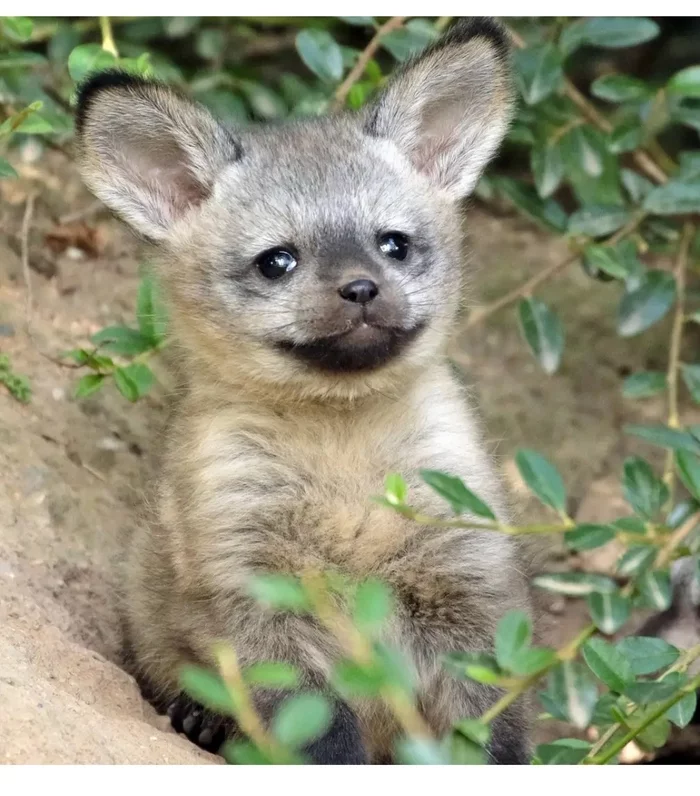 Fox cubs (silver foxes, arctic foxes, fennec foxes) - Fox, Fenech, Arctic fox, Chernoburka, Fox cubs, Canines, Animals, Young, Milota, The photo, Longpost