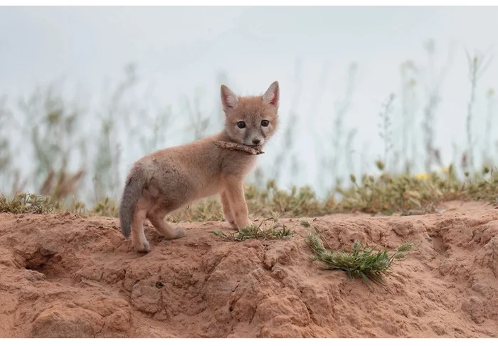 Fox cubs (silver foxes, arctic foxes, fennec foxes) - Fox, Fenech, Arctic fox, Chernoburka, Fox cubs, Canines, Animals, Young, Milota, The photo, Longpost