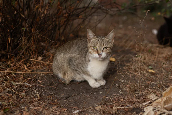 Voronezh cats - My, Voronezh, The photo, cat, Canon, Walk, Longpost