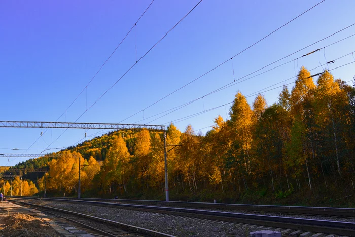 A little more autumn atmosphere - My, Autumn, A train, Orange, Longpost, Birch, Autumn leaves, Nature