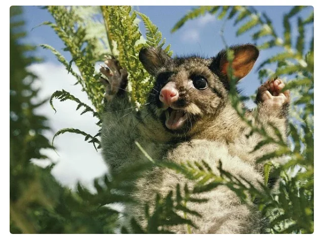 Fox kuzu: New Zealand's problem with terribly cute destroyers of their homes and nature - Fox Kuzu, Possum, Animal book, Yandex Zen, Animals, Australia, Longpost