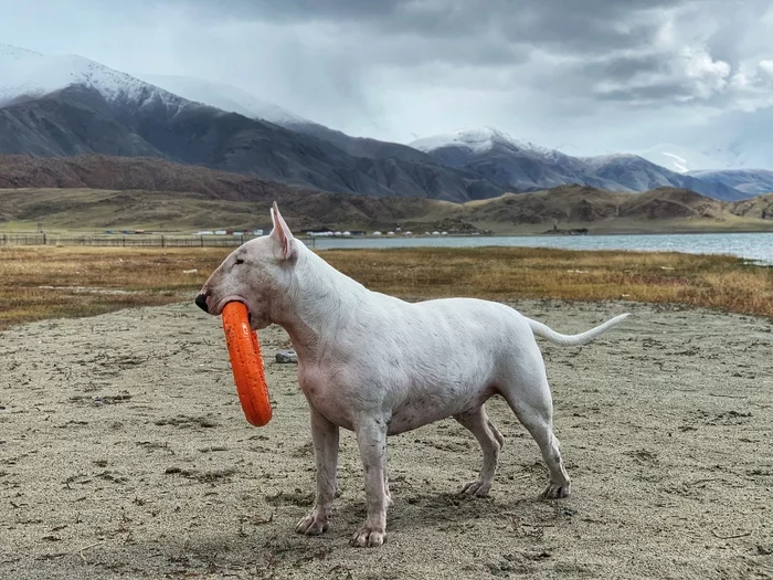 Bull Terrier Wanderer and Ugly Epilepsy - Epilepsy, Longpost, Bull terrier, Dog, Travels, My