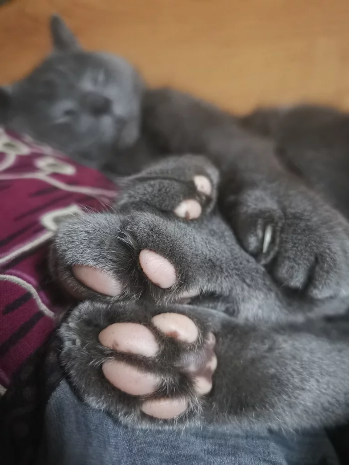 Just paws - cat, Paws