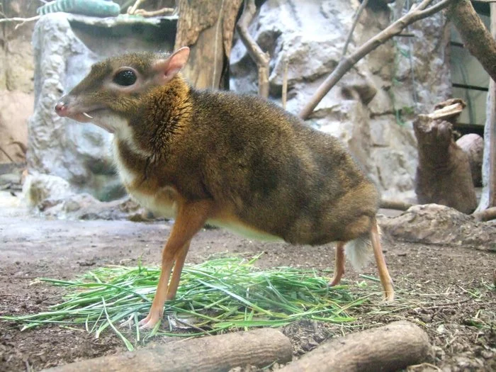 The little deer is the smallest artiodactyl on the planet. Its body length is 45 cm, and its height is only 20 cm - Milota, Longpost, Small deer