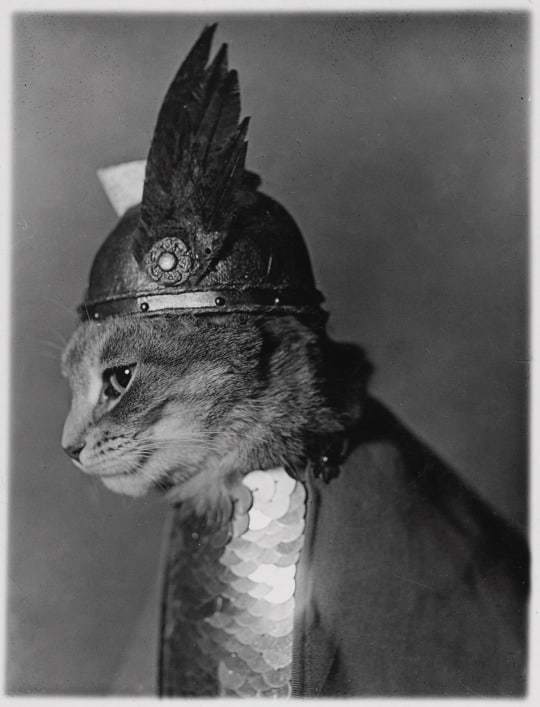 Brunhilde - cat, Викинги, 1936
