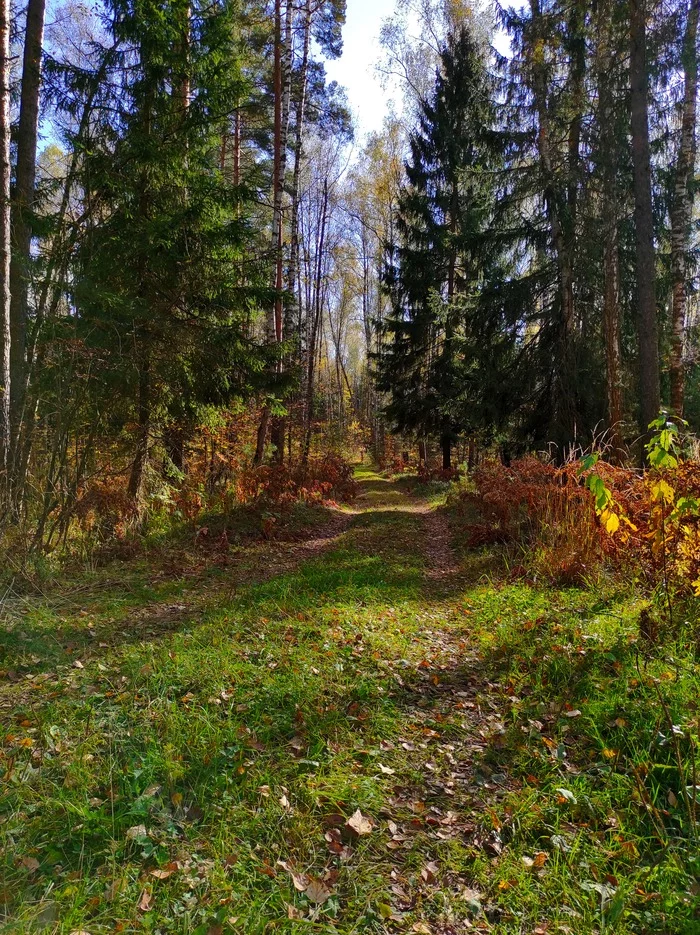 Road to autumn - My, Mobile photography, Autumn