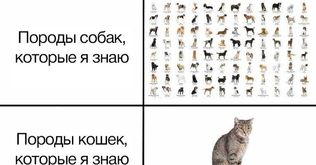Мем кошка собака. Мем про породы собак и кошек. Мемы про породы котов и собак. Кот с собаками Мем. Мем про породистых котов.
