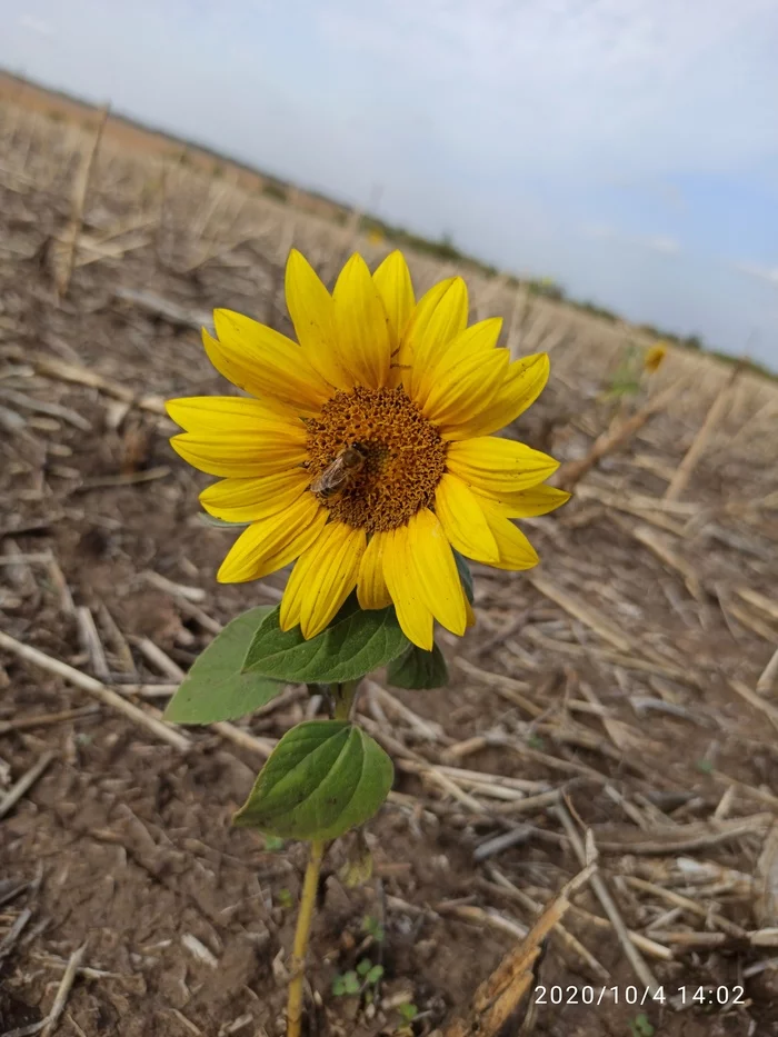 Just a sunflower - My, Vegetation, Sunflower, Field, Bees, Longpost, Vertical