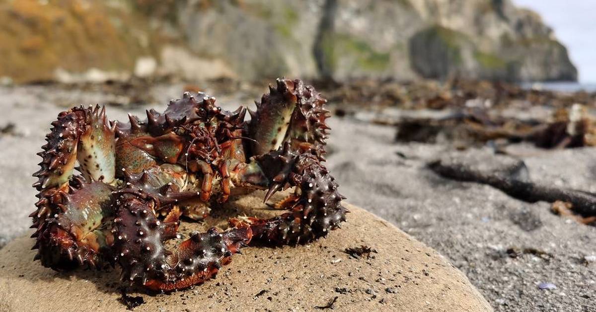 Гибель морских животных на камчатке 2020. Красный прилив на Камчатке 2020. Морские животные Камчатки. Экологическая катастрофа на Камчатке. Гибель морских животных.